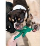 Dog Chew Toy - Stop & Go (24 PCS)