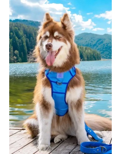 Dockside Adventures Ultimate Harness - Large