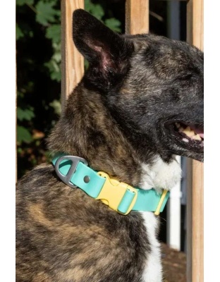 Island Vibes Waterproof Dog Collar - 11 - 13 inch