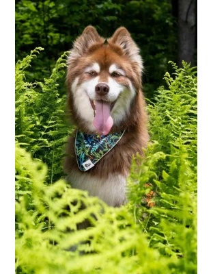 Magical Fern Forest Dog Bandana - M/L - 27in x 13in