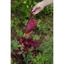 Plant Based Compostable Waste Bags - 12 Rolls - 120 Bags