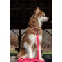 Red Mountain Syrah Waterproof Dog Collar - 11 - 13 inch