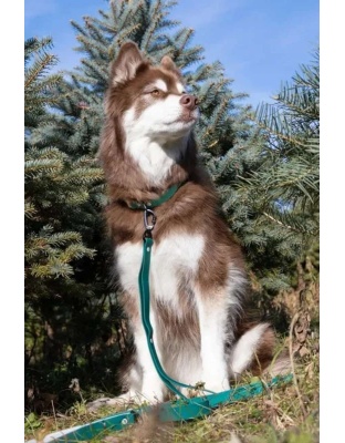 Green - Siberian Spruce Waterproof Dog Leash