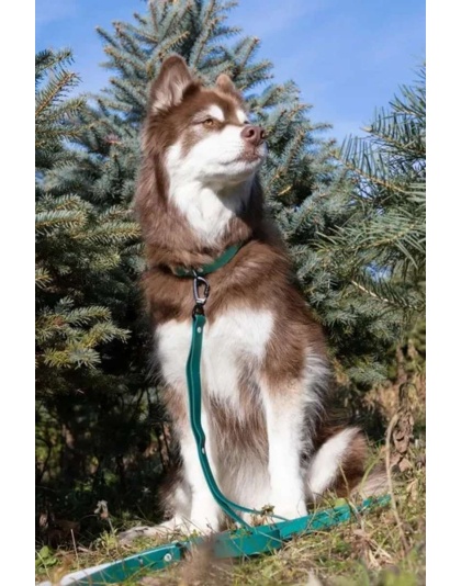 Green - Siberian Spruce Waterproof Dog Leash