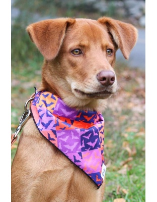 Spooky Bat Squares Dog Bandana - M/L - 27in x 13in