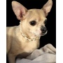 WHITE - Leatherorzo Collar - X Large
