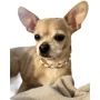 WHITE - Leatherorzo Collar - X Large
