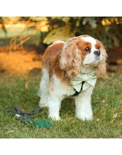 Evergreen Rope Dog Leash