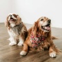 Mountain Stone Dog Bandana - S