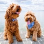 Navy Watercolor Plaid Dog Bandana - S