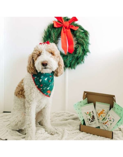 Pawliday Treat Bundle