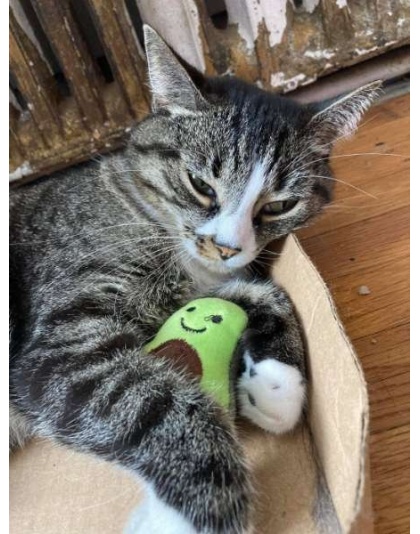 Smokey's Stash Catnip Toys-Avocado, Banana & Sisal Rope Toys