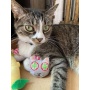 Smokey's Stash Catnip Toys-Avocado, Banana & Sisal Rope Toys