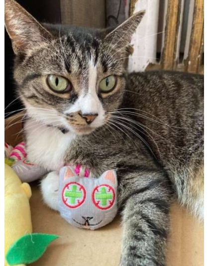 Smokey's Stash Catnip Toys and Sisal Mouse