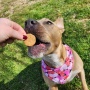 Peanut Butter Cookies - 6oz.