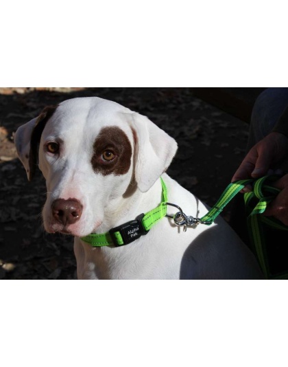 Kiwi Green  - Appalachian Kiwi Green Dog Collar - Small 5/8in wide by 8