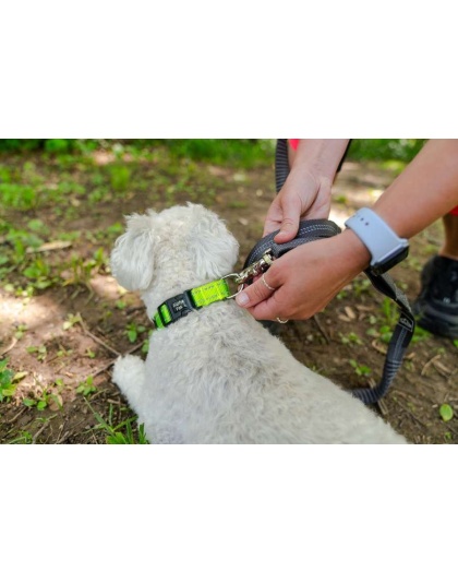 Kiwi Green  - Appalachian Kiwi Green Dog Collar - Small 5/8in wide by 8
