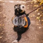 MILE HIGH - Adventurer 2-piece Dog Pack With EZ Latch  Harness - Small