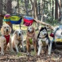 RAIN FOREST - Adventurer 2-piece Dog Pack With EZ Latch  Harness - Extra Large