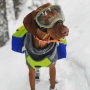 RAIN FOREST - Adventurer 2-piece Dog Pack With EZ Latch  Harness - Extra Large