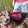 SUNSET - Adventurer 2-piece Dog Pack With EZ Latch  Harness - Small