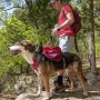 SUNSET - Adventurer 2-piece Dog Pack With EZ Latch  Harness - Extra Large