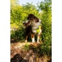 Kiwi Green  - Millvue EZ Fit Dog Harness - Extra Large