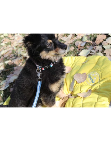 Jazz Blue Flat  - Appalachian Jazz Blue Flat Dog Leash - Small 5/8in. wide by 6ft. long