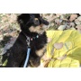 Jazz Blue Flat  - Appalachian Jazz Blue Flat Dog Leash - Small 5/8in. wide by 6ft. long