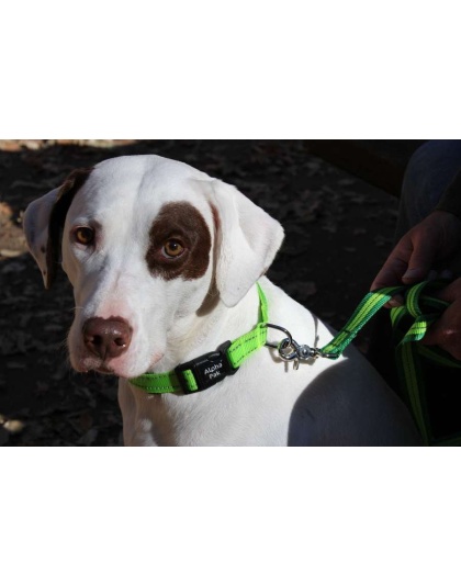 Kiwi Green Flat  - Appalachian Kiwi Green Flat Dog Leash - Large 1in. wide by 6ft. long