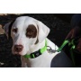 Kiwi Green Flat  - Appalachian Kiwi Green Flat Dog Leash - Large 1in. wide by 6ft. long