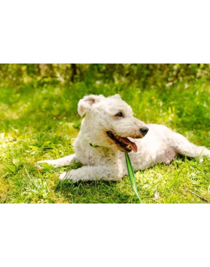 Kiwi Green Flat  - Appalachian Kiwi Green Flat Dog Leash - Large 1in. wide by 6ft. long