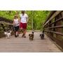 Kiwi Green Flat  - Appalachian Kiwi Green Flat Dog Leash - Large 1in. wide by 6ft. long