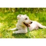 Kiwi Green Flat  - Appalachian Kiwi Green Flat Dog Leash - Small 5/8in. wide by 6ft. long