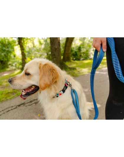 Cascades Metallic Blue Stretchable Runner Dog Leash - 6 to 10 feet when stretched.