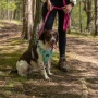 Cascades Plum Boysenberry Stretchable Runner Dog Leash - 6 to 10 feet when stretched.