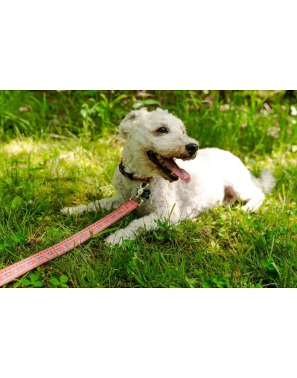 Natchez Pattern Flat Dog Leash - Small 5/8in. wide by 6ft. long