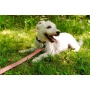 Natchez Pattern Flat Dog Leash - Small 5/8in. wide by 6ft. long
