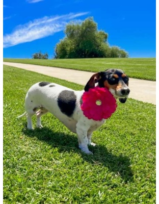 Black - FL2002 | Daisy Flower Dog/ Cat Bow on Velcro Collar Attachment|Pets Ribbons