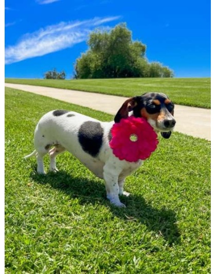 Black - FL2002 | Daisy Flower Dog/ Cat Bow on Velcro Collar Attachment|Pets Ribbons