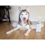 4.5 Oz. Dog Coat Spray Eucalyptus Peppermint