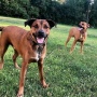 Double Dog Run Tangle-free Two Dog Tie Out Stake - Heavy-Duty Tie Out Stake - 1200lbs