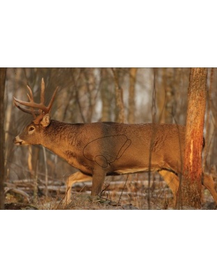 B/C TARGET EZE-SCORER 23"X35"
